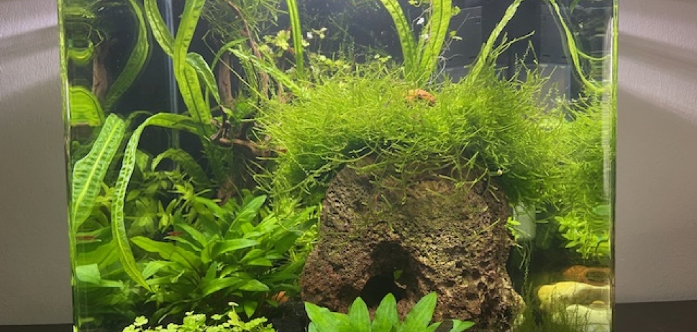 Aquarium Hauptansicht von DENNERLE Nano