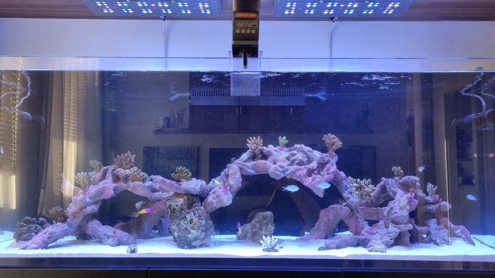 Aquarium Hauptansicht von Reef Dream