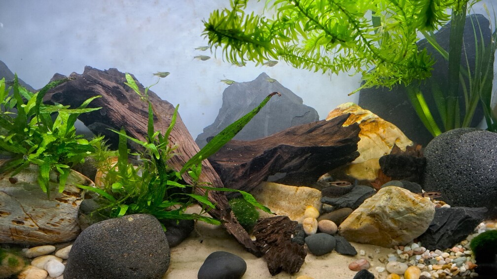 Aquarium Hauptansicht von Loaches again