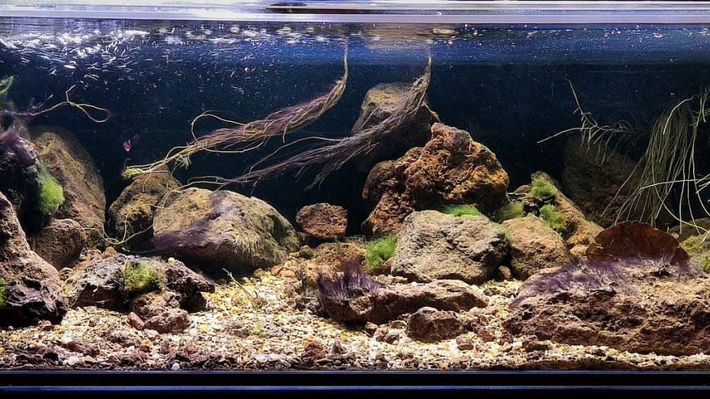 Moliwe River, Kamerun Westafrika 