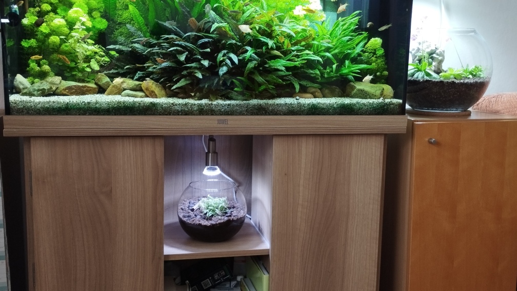 Aquarium und Karnivoren Vasen vereint