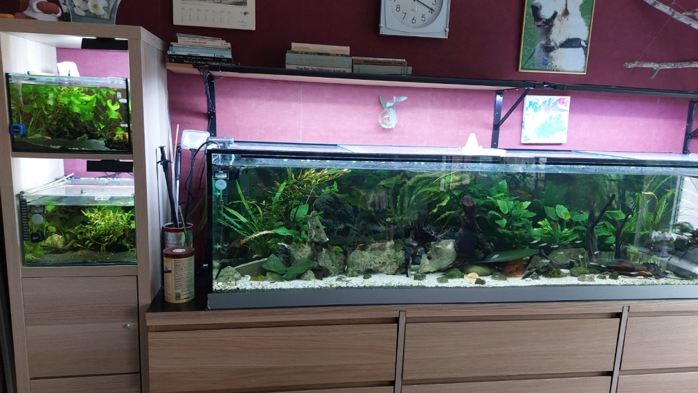 Aquarium Gesamtansicht von Wohnzimmeroase 2.0 ab Juni 2025