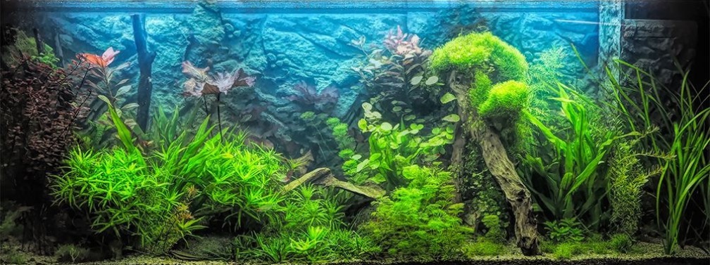 Aquarium Hauptansicht von 450 l Südamerikabecken