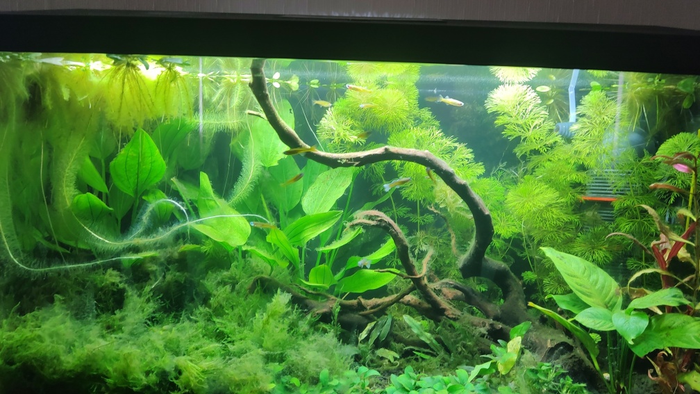 Aquarium Hauptansicht von Pseudomugil Gertruade Artenbecken