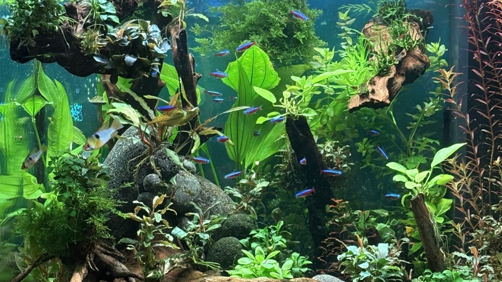 Aquarium Hauptansicht von Südamerika Gemeinschaft
