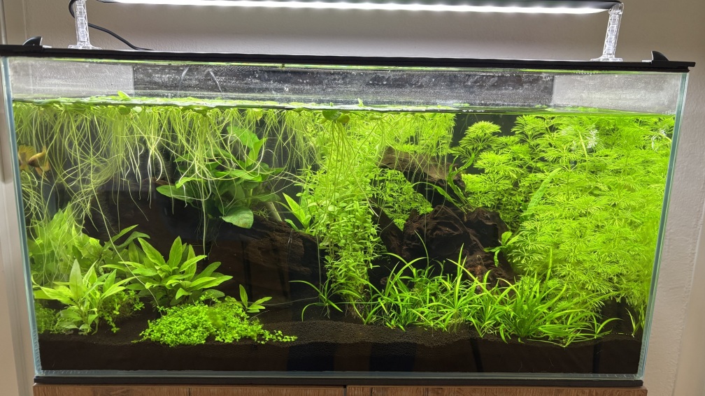 Aquarium Hauptansicht von Valinor