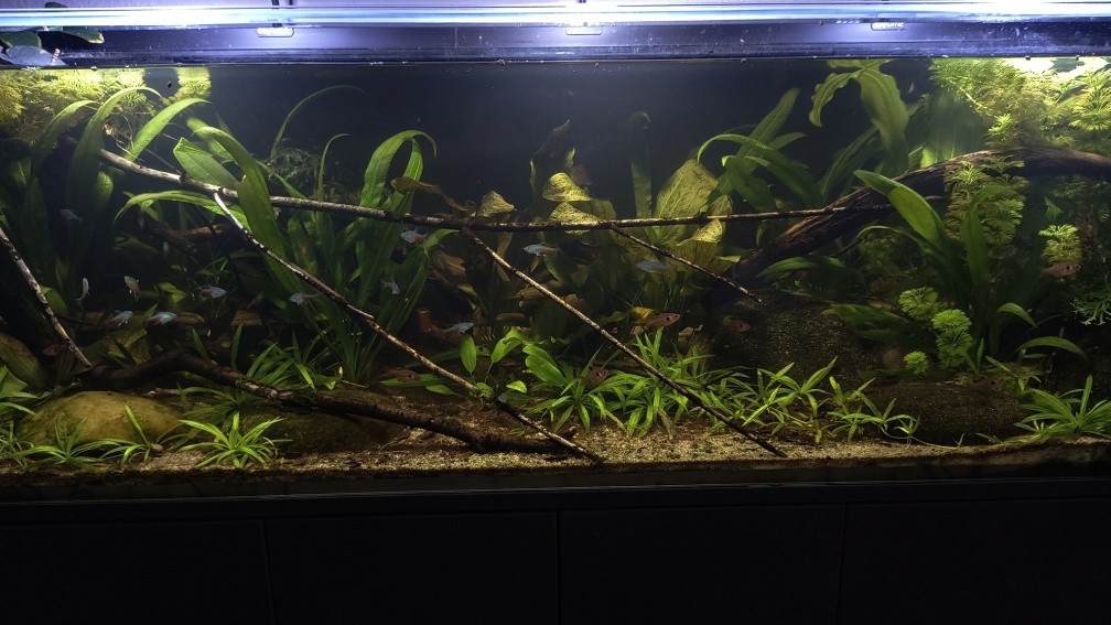 Aquarium Hauptansicht von Back to the roots - Restart