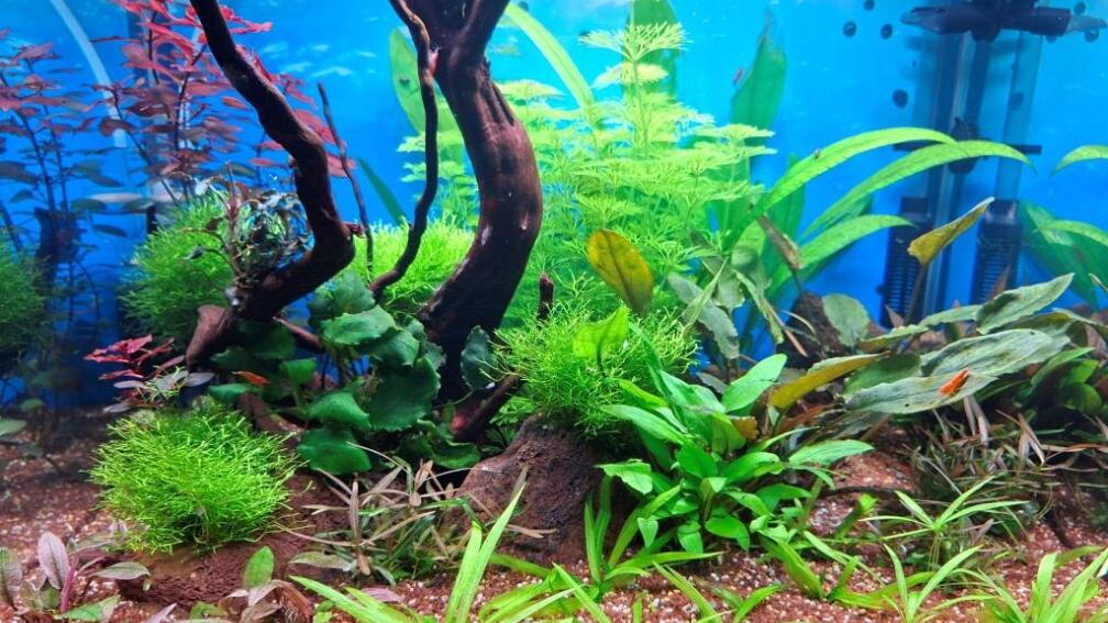 Aquarium Hauptansicht von Projekt 2025 vom 23.10.2025