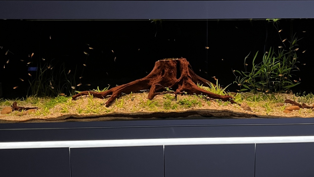 Aquarium Hauptansicht von Amazonasfluss