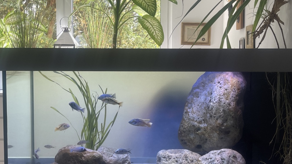 Aquarium Hauptansicht von Übergangszone