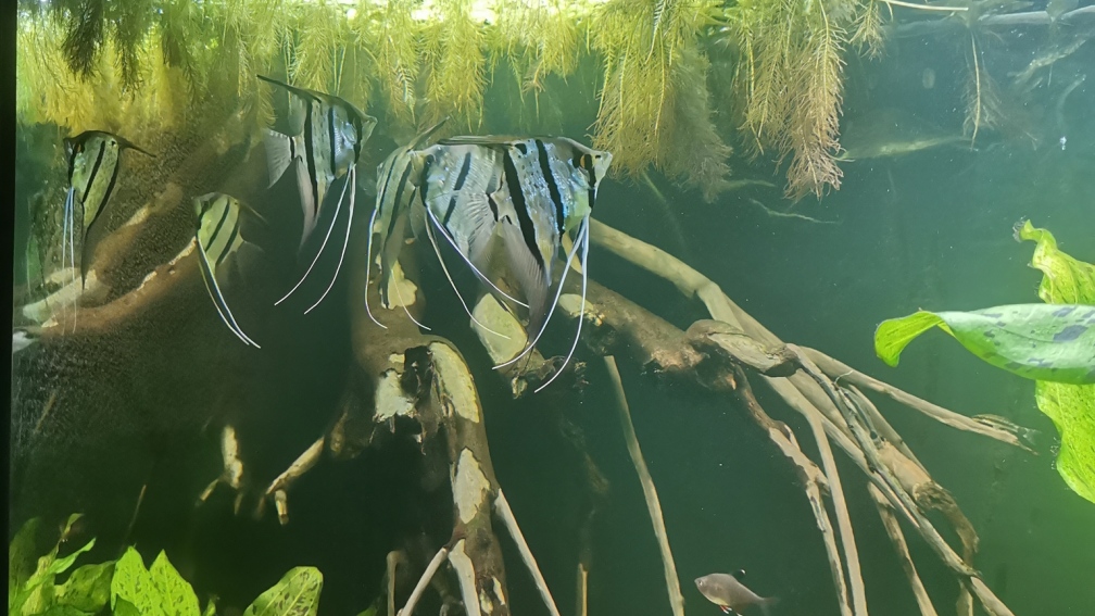 Aquarium Hauptansicht von 350 liter Rio nanay Skalare und Welse