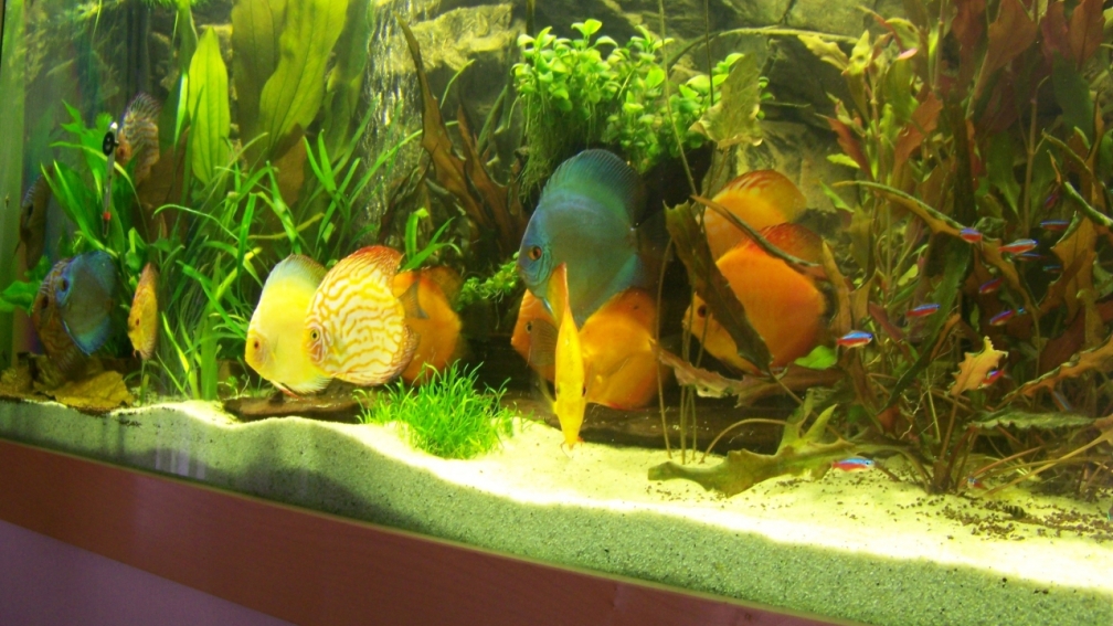 Lebendiges Bild in der Wand