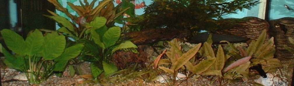 Aquarium Hauptansicht von Becken 796