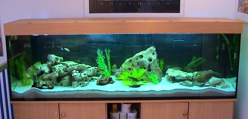 Aquarium Hauptansicht von Becken 81