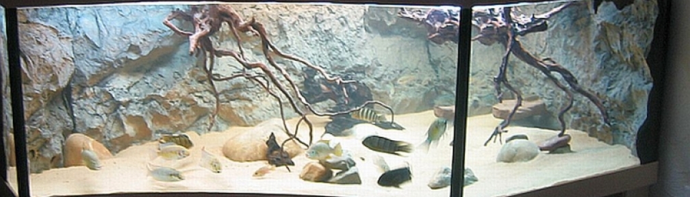 Aquarium Hauptansicht von Becken 8248