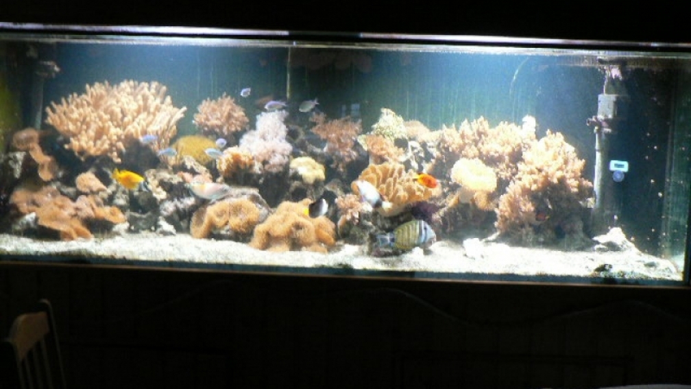 Aquarium Hauptansicht von Becken 8633