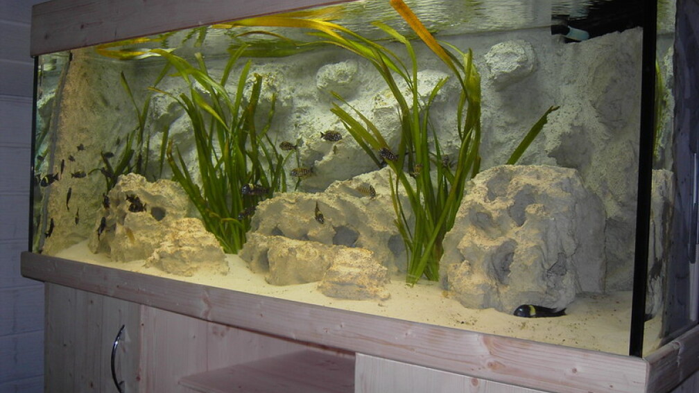 Aquarium Hauptansicht von Becken 883