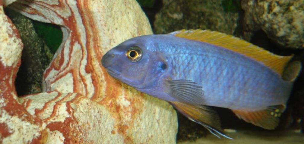 Aquarium Hauptansicht von Mein 200l Hauptbecken