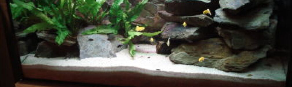 Malawi Aufzuchtsbeken