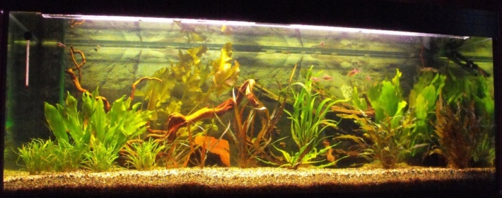 Aquarium Hauptansicht von Becken 9553
