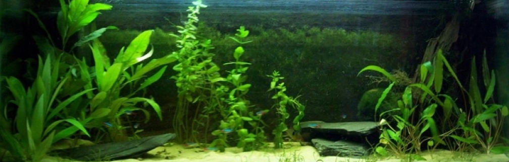 Aquarium Hauptansicht von Becken 9595