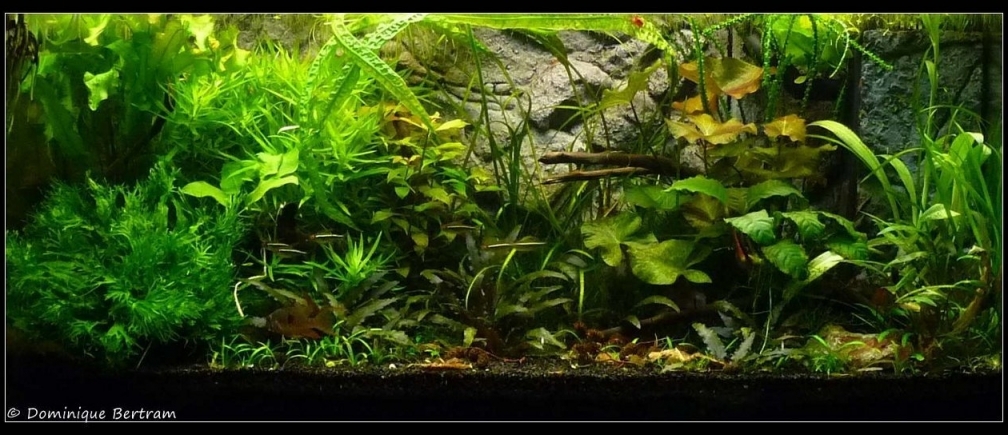 Aquarium Hauptansicht von Mein Großes