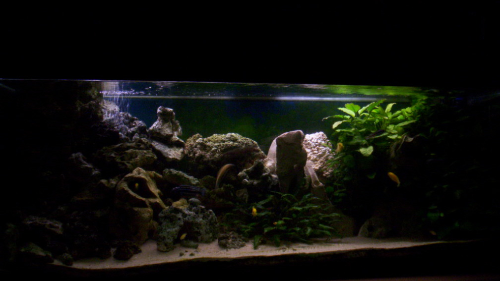 Aquarium Hauptansicht von 400L Malawi