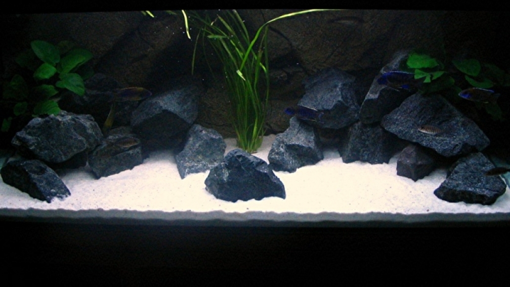 Aquarium Hauptansicht von Walhall