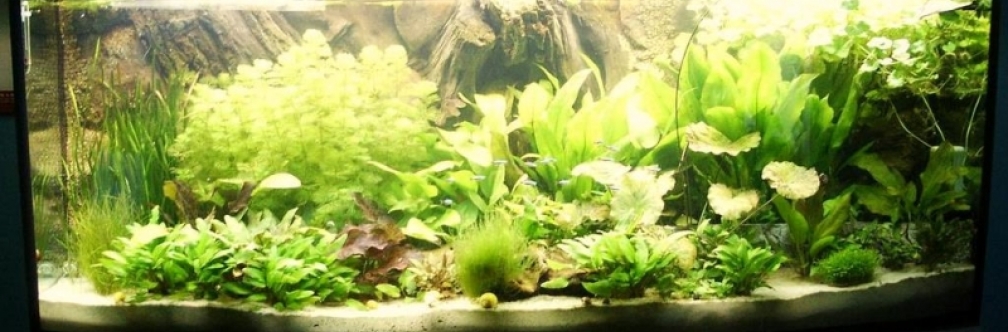 mein Südamerika-Becken