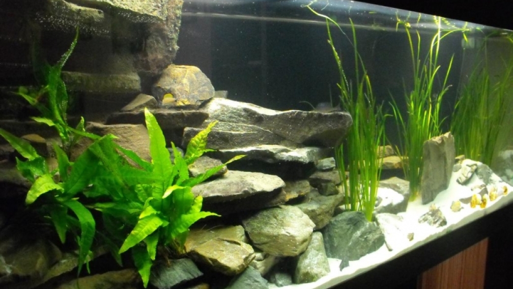 Aquarium Hauptansicht von 375l Tanganjika (Existiert nicht mehr!)