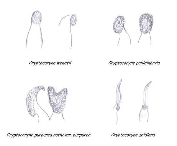 Unterschiedliche Narbenformen bei Cryptocorynen