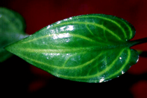 Cryptocoryne pontederiifolia mit gelber Aderung