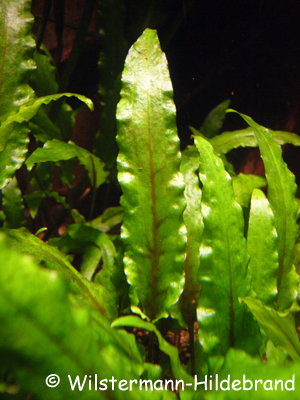 Unterwasserform von Cryptocoryne undulata