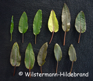 Blätter von verschiedenen Typen von Cryptocoryne wendtii